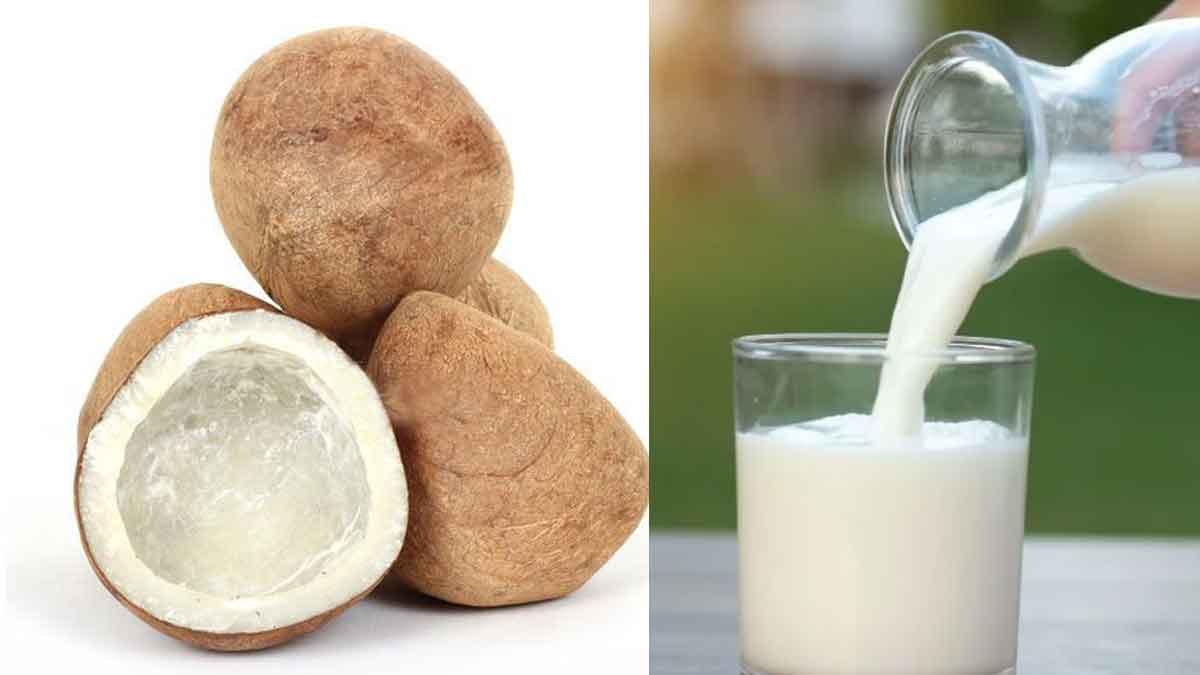 Dry Coconut Milk దీన్ని వారంలో మూడు సార్లు తీసుకోండి.. దెబ్బకు కీళ్ల నొప్పులు, నీరసం, నరాల
