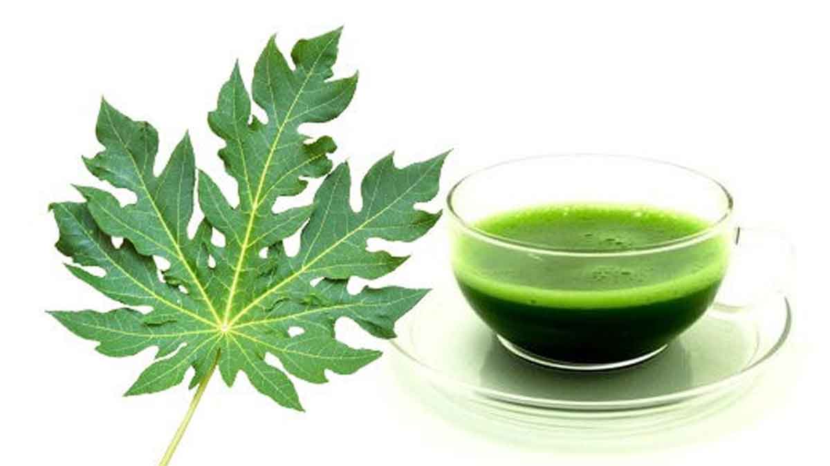 Papaya Leaves Juice ఈ సీజ‌న్‌లో ఈ ఆకుల ర‌సాన్ని త‌ప్ప‌క తాగాలి