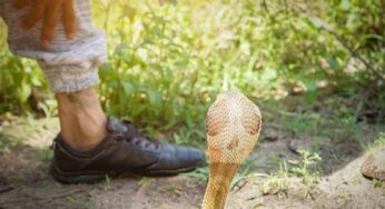 Snake Bite Home Remedies : పాము కాటుకు గురైన వారిని ప్రాణాపాయం నుంచి త‌ప్పించే చిట్కాలు..!