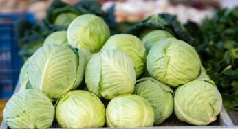 Cabbage : క్యాబేజి వ‌ల్ల క‌లిగే ఈ ప్ర‌యోజ‌నాలు తెలిస్తే.. ఆశ్చ‌ర్య‌పోతారు.. రోజూ తింటారు..