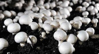 Mushroom Cultivation : ఆదాయం లేని వారికి చ‌క్క‌ని మార్గం.. పుట్ట గొడుగుల పెంప‌కం.. నెల‌కు ఎంత సంపాదించ‌వ‌చ్చంటే..?