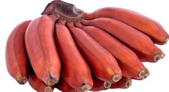 Red Bananas : ఎరుపు రంగు అరటి పండ్లతో ఎలాంటి అద్భుతమైన లాభాలు కలుగుతాయో తెలుసా.. ముఖ్యంగా పురుషులకు..