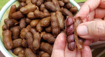 Boiled Peanuts : రోజూ ప‌ది ప‌ల్లి గింజ‌ల‌ను మ‌రిచిపోకుండా తినండి.. ఈ లాభాల‌ను పొంద‌వ‌చ్చు..!