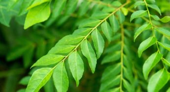 Curry Leaves : రోజూ ప‌ర‌గ‌డుపునే 4 క‌రివేపాకు ఆకుల‌ను న‌మిలి తినండి.. ఊహించ‌ని లాభాలు క‌లుగుతాయి..