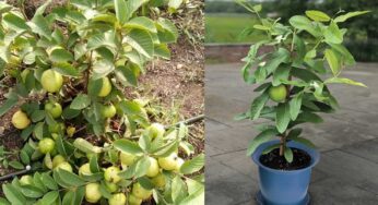 Guava Tree : మ‌న ఇంటి ఆవ‌ర‌ణ‌లో పెరిగే ఈ చెట్టు కాయ‌.. 10 మంది డాక్ట‌ర్స్‌తో స‌మానం..!