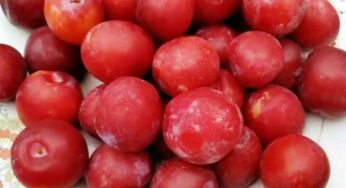 Albakara Fruit : ఈ పండ్లు ఎక్క‌డ క‌నిపించినా వెంట‌నే ఇంటికి తెచ్చుకోండి.. అస‌లు విడిచిపెట్టొద్దు..