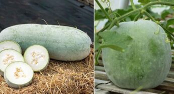 Ash Gourd : జుట్టు స‌మ‌స్య‌లు, అధిక బ‌రువు, షుగ‌ర్‌, కిడ్నీ స్టోన్స్‌.. అన్నింటికీ బూడిద గుమ్మ‌డికాయతో ప‌రిష్కారం..