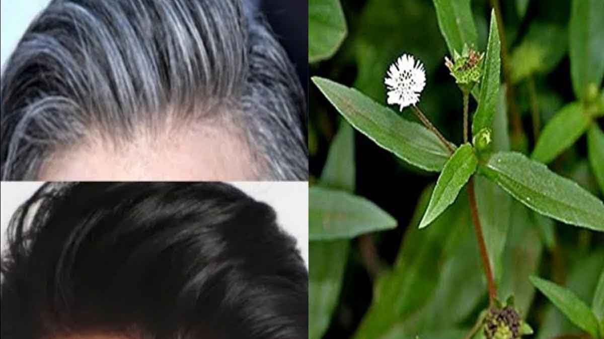 Bhringraj Plant Benefits ఈ మొక్క ఎక్క‌డ క‌నిపించినా తెచ్చుకోండి