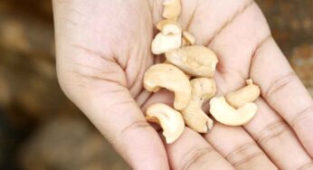 Cashews Benefits : రోజూ గుప్పెడు అవ‌స‌రం లేదు.. 4 జీడిప‌ప్పులు తిన్నా చాలు.. ఎంతో మేలు జ‌రుగుతుంది..