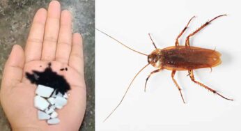 Cockroaches : ఈ చిట్కాతో.. మీ ఇంట్లో ఉండే బొద్దింక‌లు, దోమ‌లు, ఈగ‌ల‌ను త‌రిమేయండిలా..!