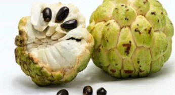 Custard Apple Side Effects : సీతాఫ‌లాలు ఆరోగ్య‌క‌ర‌మే.. అతిగా తింటే మాత్రం తీవ్ర న‌ష్టం..!