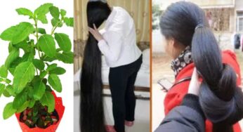 Holy Basil For Hair Growth : తులసి ఆకుల్లో దీన్ని క‌లిపి రాస్తే.. జుట్టు అస‌లు ఆగ‌కుండా పెరుగుతూనే ఉంటుంది..