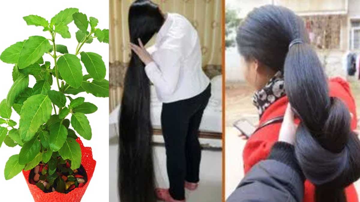 Holy Basil For Hair Growth : తులసి ఆకుల్లో దీన్ని క‌లిపి రాస్తే ...