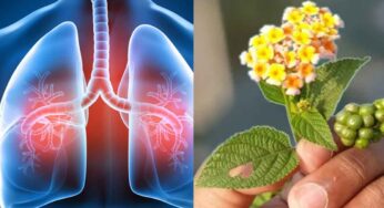 Lungs Health : ఊపిరితిత్తుల‌ స‌మ‌స్య‌ల‌ను త‌గ్గించే మొక్క ఇది.. ఎక్క‌డ క‌నిపించినా విడిచిపెట్ట‌కండి..