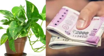 Money Plant Tips : మ‌నీ ప్లాంట్ ఉన్న‌ప్ప‌టికీ డ‌బ్బుకు స‌మ‌స్య‌గా ఉందా.. అయితే ఇలా చేస్తే.. డ‌బ్బుకు లోటు ఉండ‌దు..