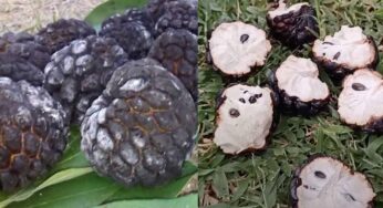 Roasted Custard Apple : సీతాఫ‌లాల‌ను ఎలా కాల్చాలో తెలుసా..? ఇలా కాల్చుకుని తింటే రుచి అదిరిపోతుంది..!