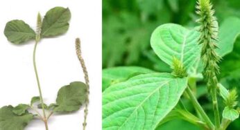 Uttareni Plant Benefits : మ‌న చుట్టూ ప‌రిస‌రాల్లో క‌నిపించే మొక్క ఇది.. క‌నిపిస్తే ఇంటికి తెచ్చుకోండి..!