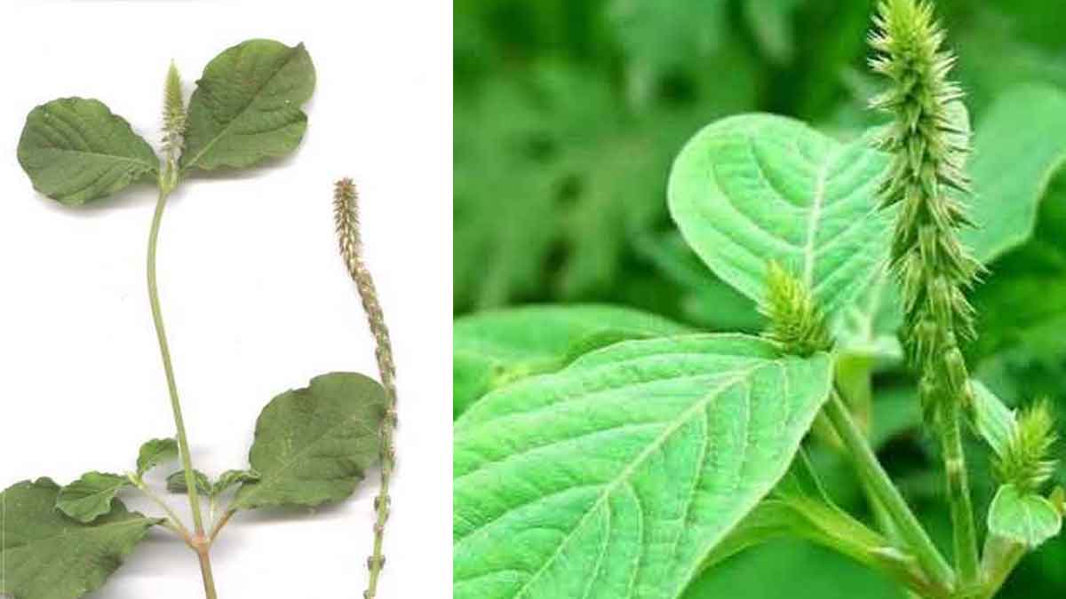 Uttareni Plant Benefits మ‌న చుట్టూ ప‌రిస‌రాల్లో క‌నిపించే మొక్క ఇది.. క‌నిపిస్తే ఇంటికి