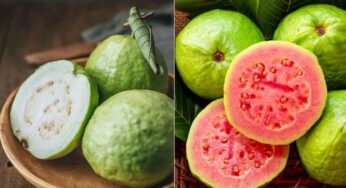 White Vs Pink Guava : పింక్ రంగు.. తెలుపు రంగు.. రెండింటిలో ఏ జామ‌కాయ‌లు మంచివి.. వేటిని తినాలి.. వీటి మ‌ధ్య తేడాలు ఏమిటి..?