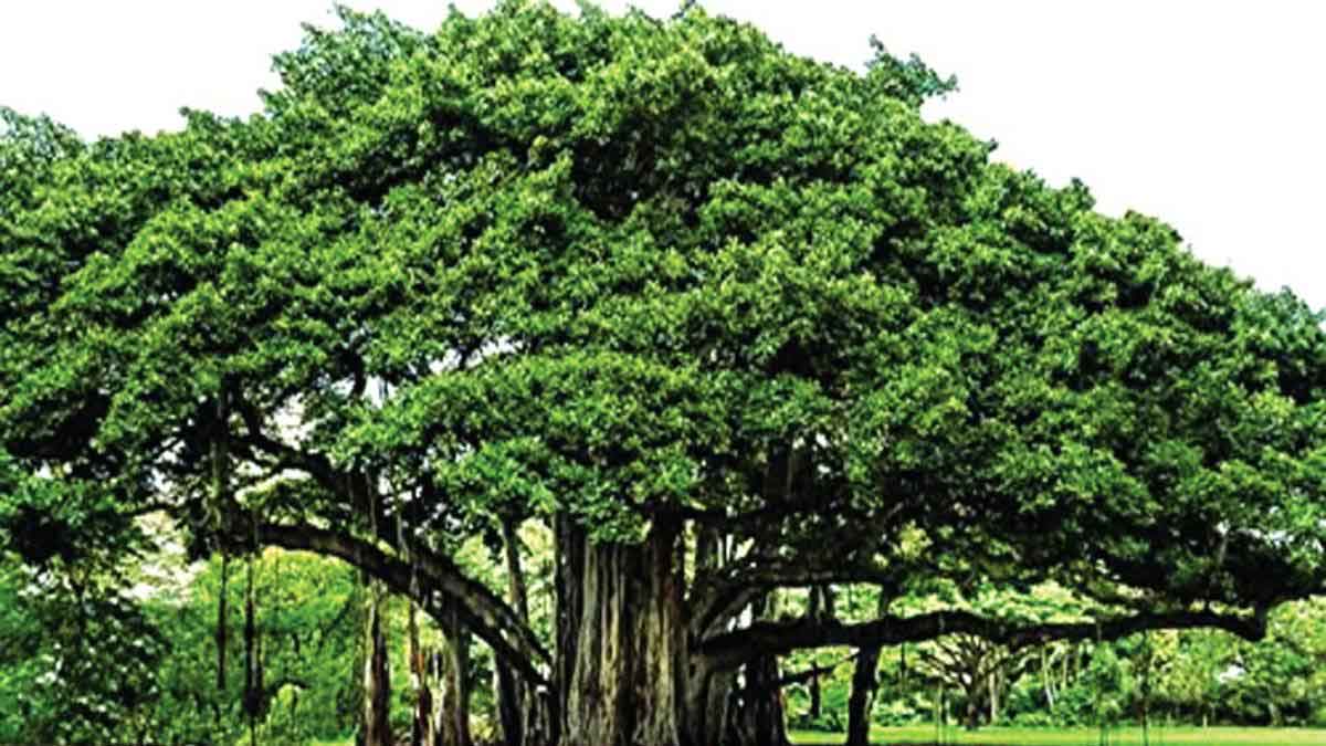 Banyan Tree : గ్రామాల్లో మ‌న‌కు ఎక్క‌డ ప‌డితే అక్క‌డ క‌నిపించే చెట్టు ...