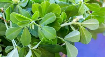 Fenugreek Leaves : చ‌లికాలంలో మెంతి ఆకుల‌ను తిన‌డం మ‌రిచిపోకండి.. ఎందుకో తెలిస్తే.. ఇప్పుడే తెచ్చుకుని తింటారు..!