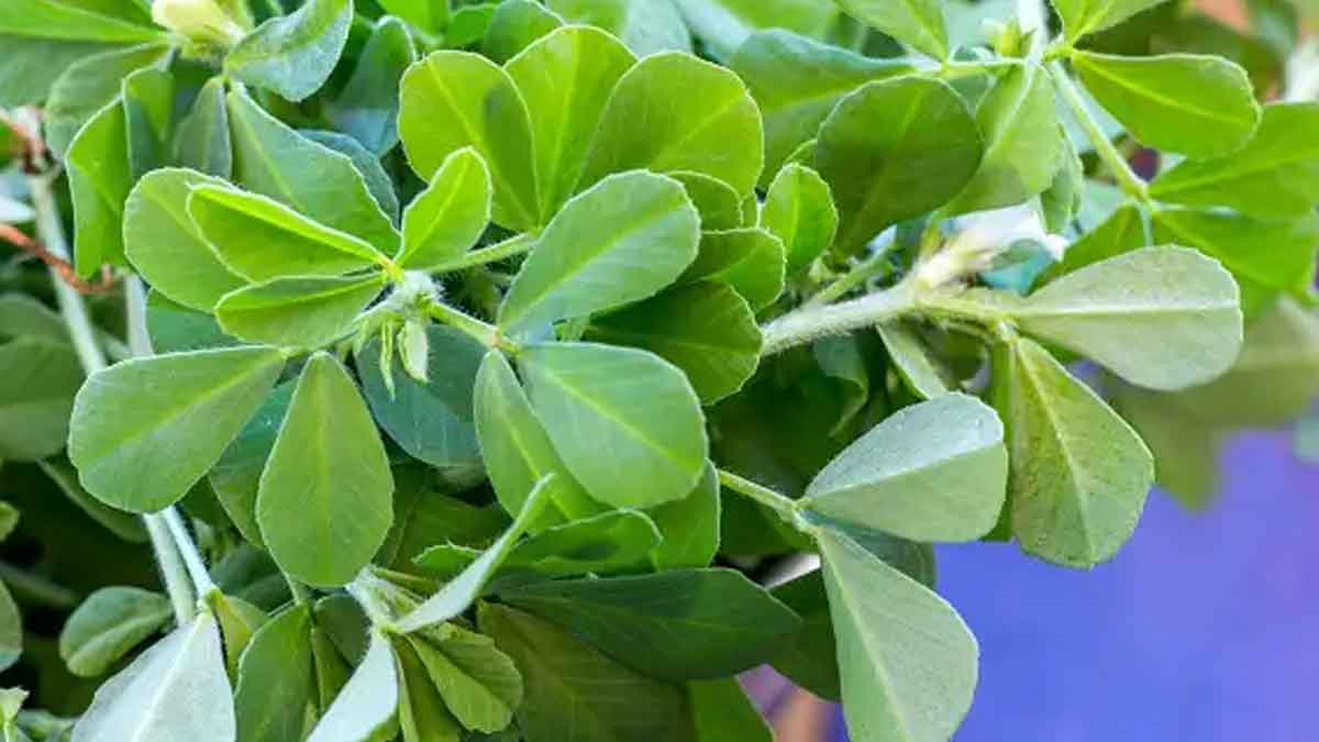 Fenugreek Leaves చ‌లికాలంలో మెంతి ఆకుల‌ను తిన‌డం మ‌రిచిపోకండి