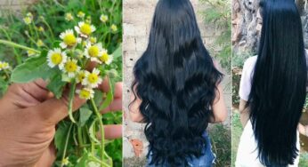 Gaddi Chamanthi For Black Hair : తెల్ల జుట్టును న‌ల్ల‌గా మార్చే మొక్క‌.. ఎక్క‌డ క‌నిపించినా ఇంటికి తెచ్చుకోండి..