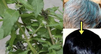 Guntagalagara For Hair : మీ తెల్ల జుట్టును న‌ల్ల‌గా మార్చే మొక్క ఇది.. ఎక్క‌డ క‌నిపించినా స‌రే విడిచిపెట్ట‌కుండా తెచ్చుకోండి..