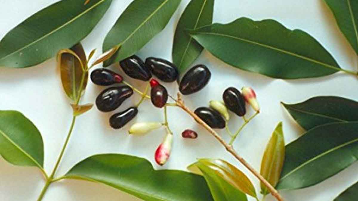 Jamun Leaves ఈ ఆకులు ఎక్క‌డ క‌నిపించినా స‌రే విడిచిపెట్ట‌కుండా ఇంటికి