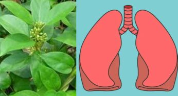 Meshashringi For Lungs : ఈ ఒక్క ఆకును తింటే చాలు.. ఊపిరితిత్తులు దెబ్బ‌కు శుభ్ర‌మ‌వుతాయి..