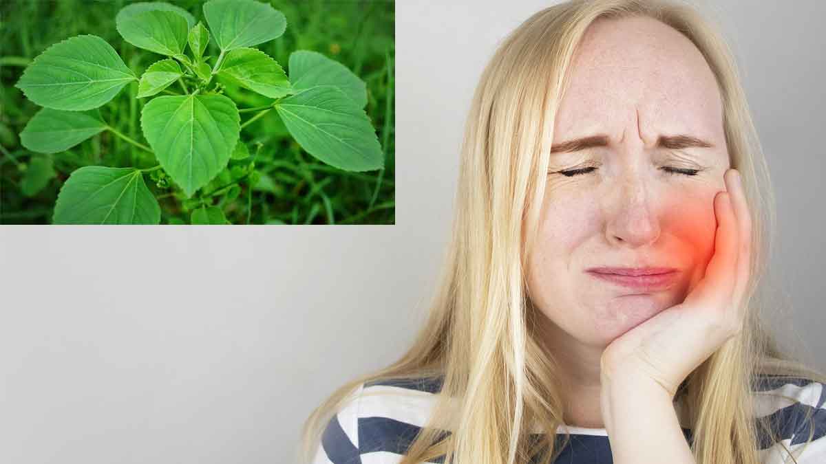 Teeth Pain Remedies ఈ ఆకును నోట్లో వేసుకుని న‌మిలితే చాలు.. ఎలాంటి