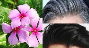 Sadabahar For Hair : దీన్ని రాస్తే తెల్ల జుట్టు మొత్తం న‌ల్ల‌గా మారుతుంది.. ఎలా ఉప‌యోగించాలంటే..?