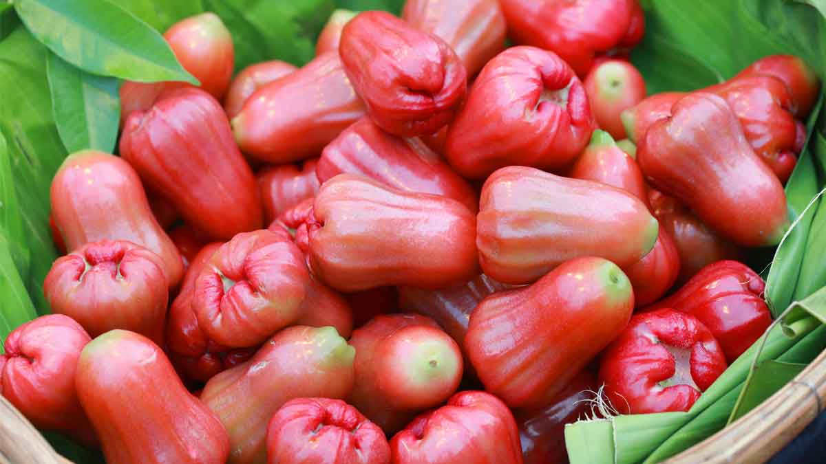 Water Apple బ‌య‌ట ఎక్క‌డైనా ఈ పండ్లు మీకు క‌నిపించాయా.. అయితే