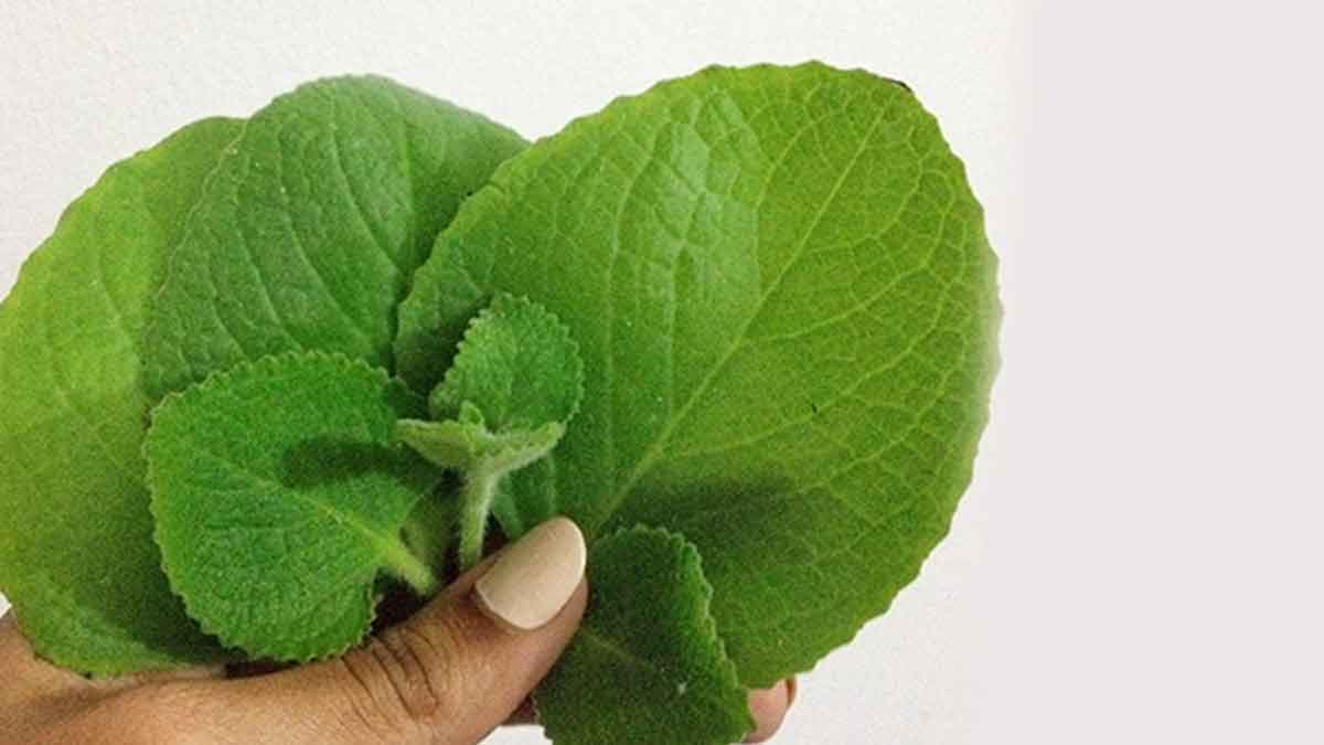 Ajwain Leaves ఈ ఆకులు ఎక్క‌డ క‌నిపించినా స‌రే.. విడిచిపెట్ట‌కుండా