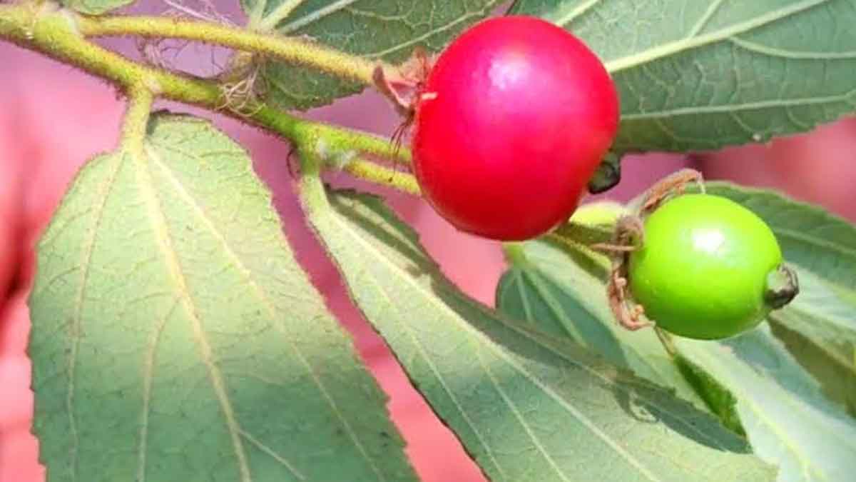 Singapore Cherry ఈ పండ్లు ఎక్క‌డ క‌నబ‌డినా స‌రే వెంట‌నే ఇంటికి