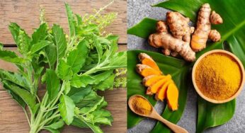 Tulsi And Turmeric : ప‌సుపు, తుల‌సితో ఇలా చేస్తే.. అంతులేని ఇమ్యూనిటీ.. ఏ రోగ‌మూ రాదు..!