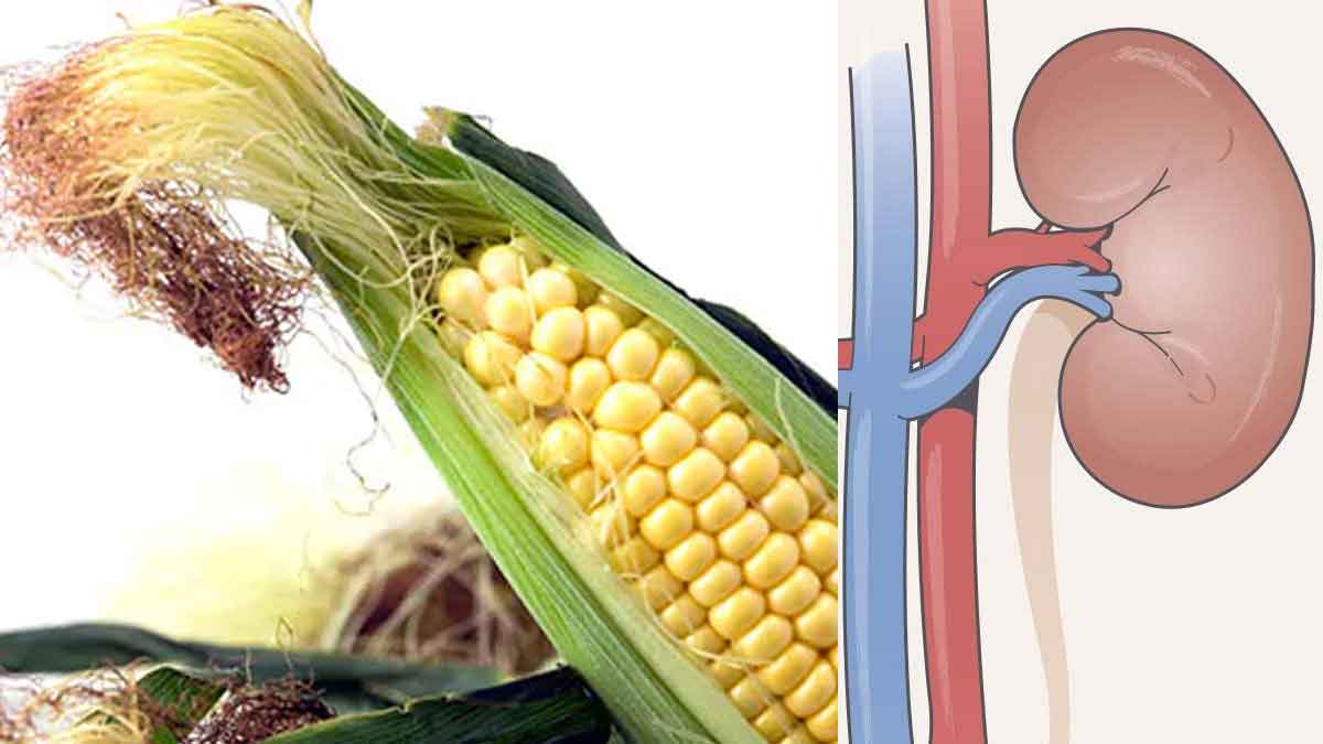 Corn Silk For Kidneys మొక్క‌జొన్న పీచుతో ఇలా చేస్తే చాలు.. కిడ్నీలు