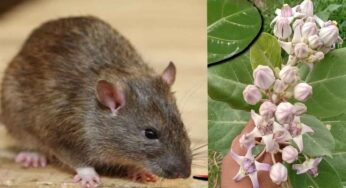 Jilledu For Rats : ఇలా చేస్తే.. జ‌న్మ‌లో ఎలుక‌లు మీ ఇంట్లోకి రావు..!