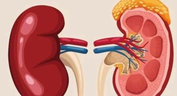 Kidneys : కిడ్నీలు డ్యామేజ్ అయ్యాయ‌ని చెప్పేందుకు సంకేతం ఇదే.. ఎలా తెలుస్తుంది అంటే..?