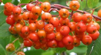 Rowan Berries : ఈ పండ్లు ఎక్క‌డ క‌నబ‌డినా స‌రే విడిచిపెట్ట‌కుండా తెచ్చుకోండి.. ఎందుకో తెలుసా..?