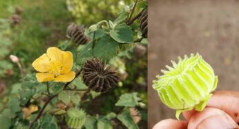 Atibala : మ‌న చుట్టూ ప‌రిస‌రాల్లో పెరిగే మొక్క ఇది.. పిచ్చి మొక్క అనుకుంటారు.. దీని లాభాలు తెలిస్తే విడిచిపెట్ట‌రు..