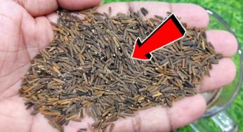 Black Cumin For Fat : రోజూ 1 స్పూన్‌ తినండి.. ఒంట్లో కొవ్వు మంచులా కరిగిపోతుంది..!