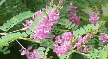 Indigo Leaf : బంగారం క‌న్నా విలువైన మొక్క ఇది.. కనిపిస్తే త‌ప్ప‌క ఇంటికి తెచ్చుకోండి..!