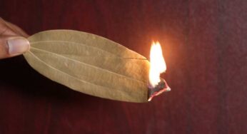 Burning Biryani Leaf : ఈ ఒక్క ఆకును గ‌దిలో కాల్చండి.. ఏం జ‌రుగుతుందో మీరే చూస్తారు..!