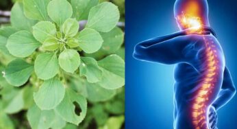 Kuppintaku For Nerve Pain : కోట్లు విలువ చేసే ఆకు ఇది.. త‌ల నుంచి కాళ్ల వ‌ర‌కు చ‌చ్చుబ‌డిపోయిన న‌రాల‌ను ప‌నిచేయిస్తుంది..!