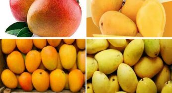 Mango Varieties : మామిడి పండ్లలో ఈ వెరైటీల‌ను ఎప్పుడైనా తిన్నారా.. త‌ప్ప‌క ట్రై చేయాల్సిందే..!