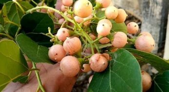 Nakkera Fruit : రోడ్డు ప‌క్క‌న చెట్ల‌కు ఈ కాయ‌లు క‌నిపిస్తాయి.. పిచ్చి కాయ‌లు అనుకుంటే పొర‌పాటు ప‌డిన‌ట్లే..!