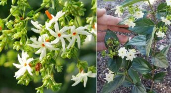 Parijatham Tree : ఈ చెట్టు నిజంగా క‌లియుగ క‌ల్ప వృక్ష‌మే.. క్యాన్స‌ర్‌ను సైతం న‌యం చేయ‌గ‌ల‌దు..!