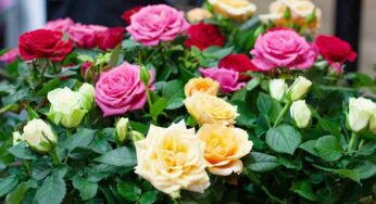 Rose Plants : బియ్యం క‌డిగిన నీళ్ల‌లో ఇది క‌లిపి వేస్తే చాలు.. మొక్క‌ల‌కు పువ్వులు గుత్తులుగా వ‌స్తాయి..!