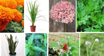 Snake Repellent Plants : ఈ 8 మొక్క‌ల‌ను మీ ఇంట్లో పెంచితే చాలు.. పాములు అస‌లు ద‌గ్గ‌రికి కూడా రావు..!